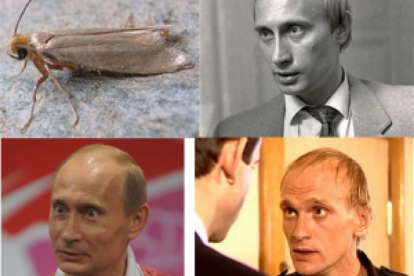 Войти в кракен